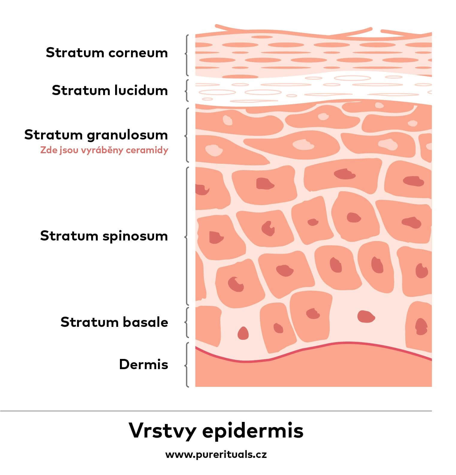 Vrstvy epidermis